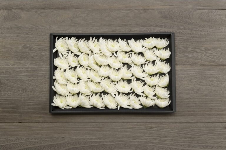 ウィルかわさき 白菊 11,000円(税込) -50輪-
