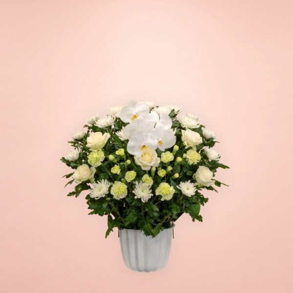 ウィルかわさき ミックス 19,800円(税込) 胡蝶蘭・バラ・カーネーション・白菊