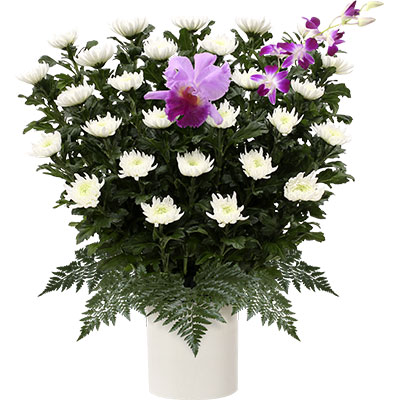 ウィルさいたま 菊 19,800円(税込) H75cm × W70cm
カトレア・デンファレ・シラギク・レザー