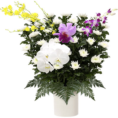 ウィルさいたま 菊 26,400円(税込) H75cm × W70cm
胡蝶蘭・カトレア・ オンシジューム・シラギク・レザー