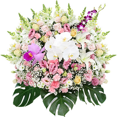 ウィルさいたま 洋花 33,000円(税込) H85cm × W80cm
胡蝶蘭・ハイブリッドリリー・バラ・デンファレ・ カーネーション・トルコギキョウ・カスミソウ・モンステラ