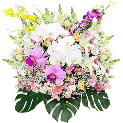 ウィルさいたま 洋花 39,600円(税込) H85cm × W80cm
胡蝶蘭・ハイブリッドリリー・バラ・デンファレ・ オンシジューム・カーネーション・トルコギキョウ・カスミソウ・モンステラ